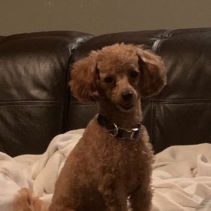 Meet your Posher, Faron